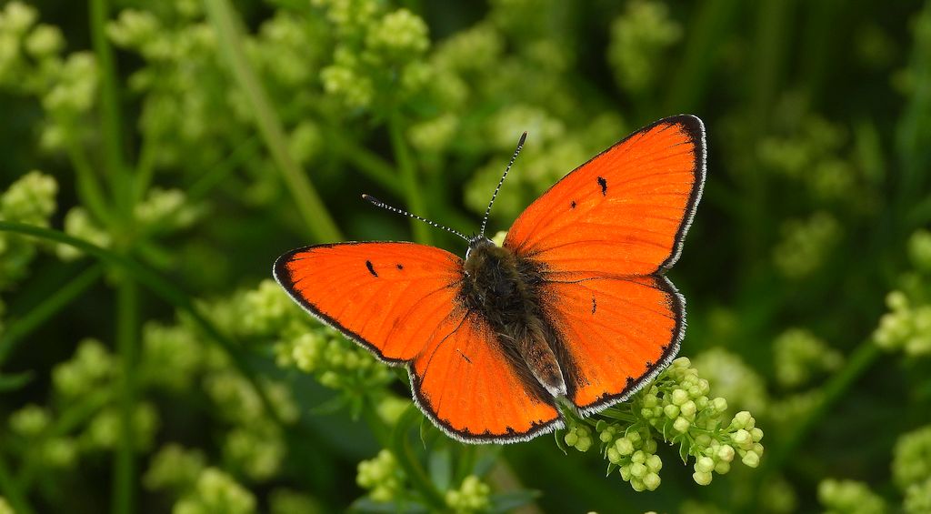 Czerwończyk nieparek, czerwończyk większy (Lycaena dispar)