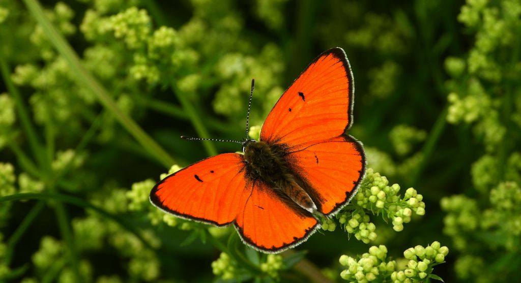 Czerwończyk nieparek, czerwończyk większy (Lycaena dispar)