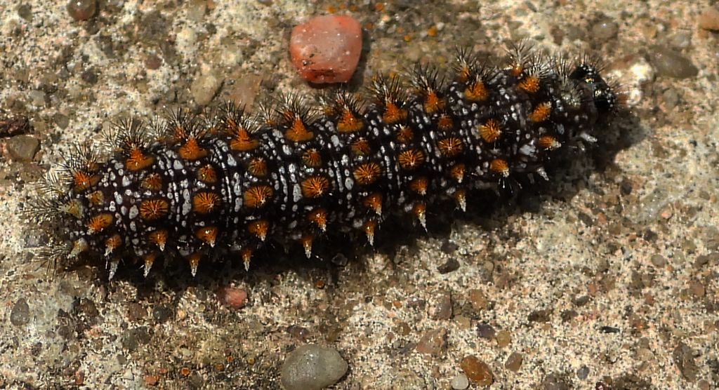 Przeplatka diamina (Melitaea diamina)