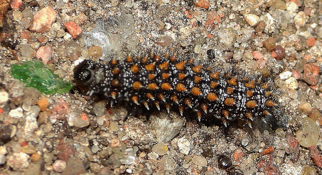 Przeplatka diamina (Melitaea diamina)