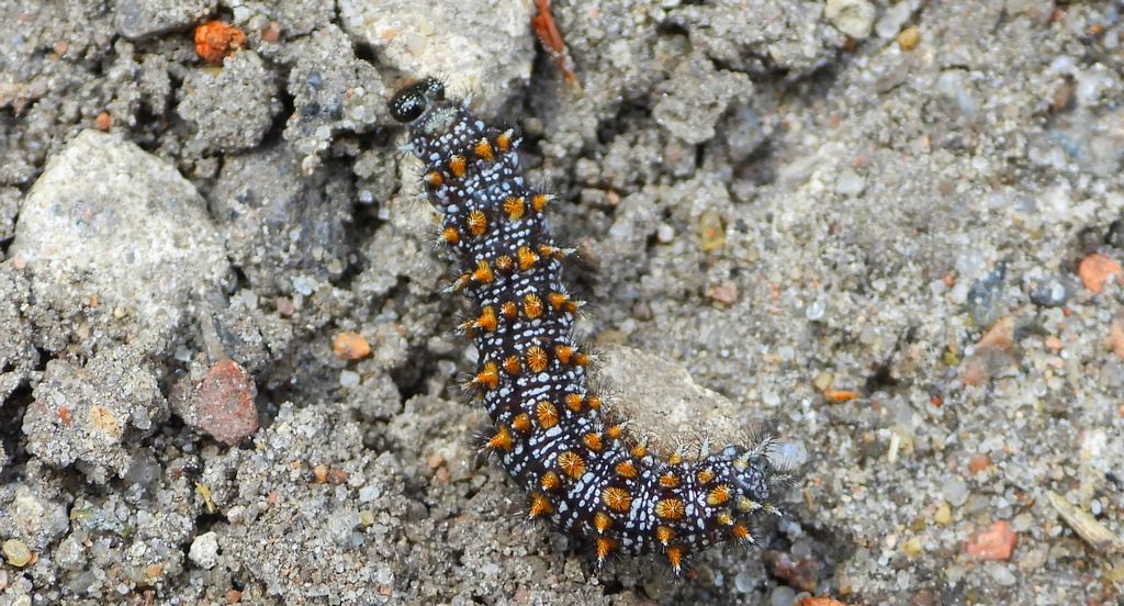 Przeplatka diamina (Melitaea diamina)