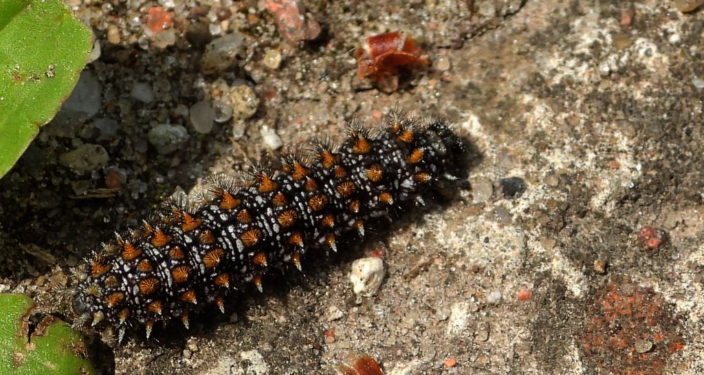Przeplatka diamina (Melitaea diamina)