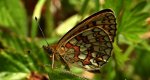 Dostojka eunomia (Boloria eunomia)