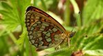 Dostojka eunomia (Boloria eunomia)