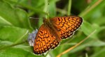 Dostojka eunomia (Boloria eunomia)