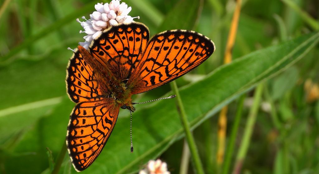 Dostojka eunomia (Boloria eunomia)