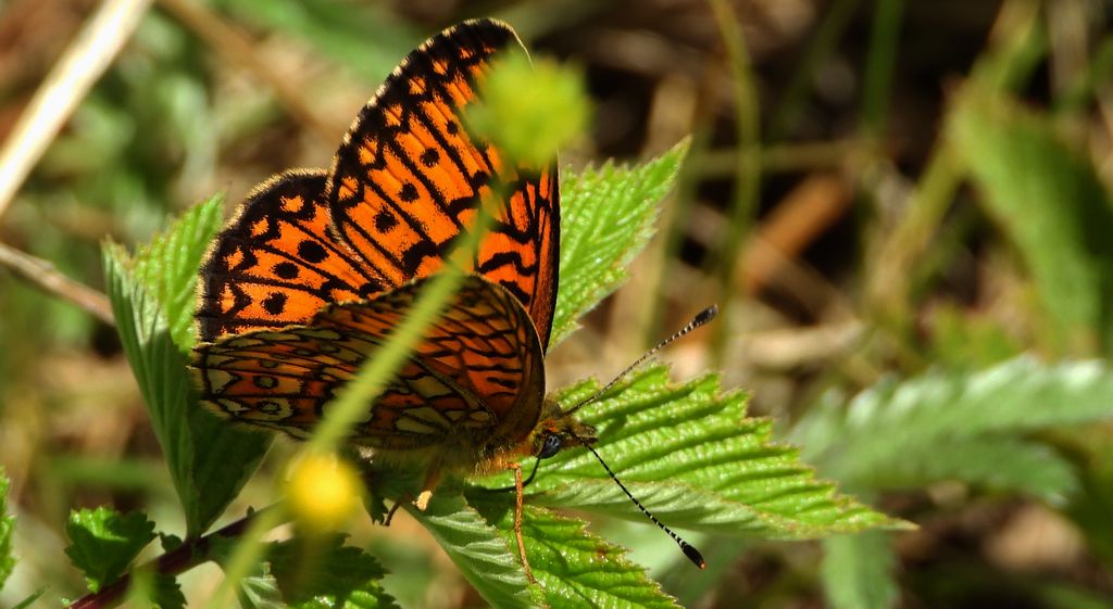 Dostojka eunomia (Boloria eunomia)