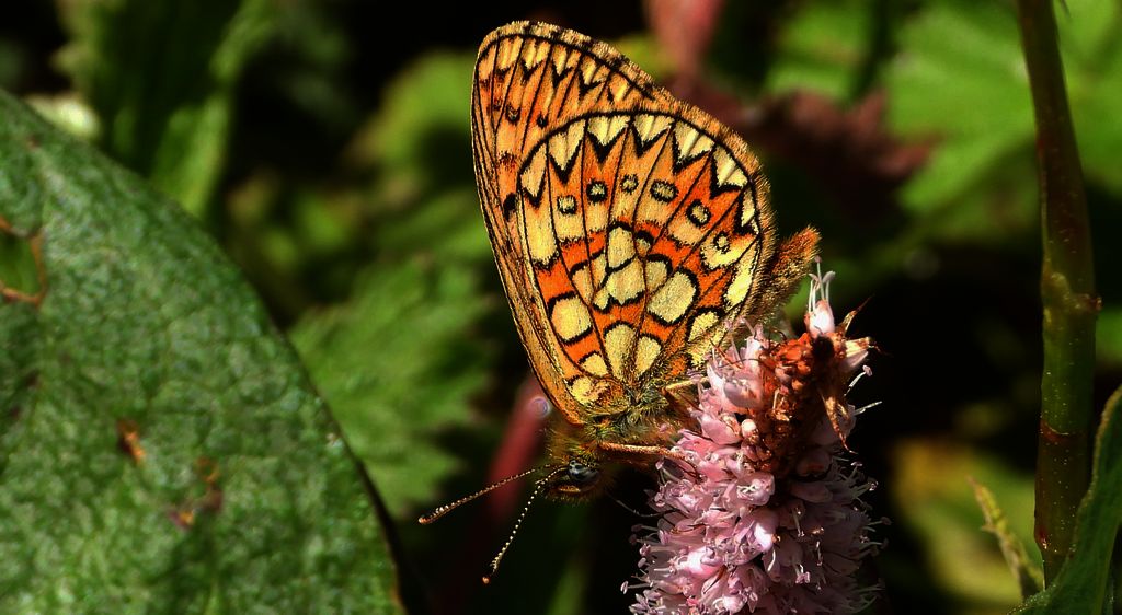 Dostojka eunomia (Boloria eunomia)