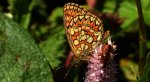 Dostojka eunomia (Boloria eunomia)
