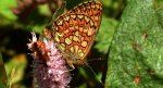 Dostojka eunomia (Boloria eunomia)