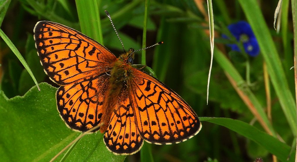 Dostojka eunomia (Boloria eunomia)
