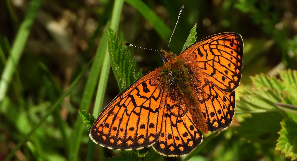 Dostojka eunomia (Boloria eunomia)
