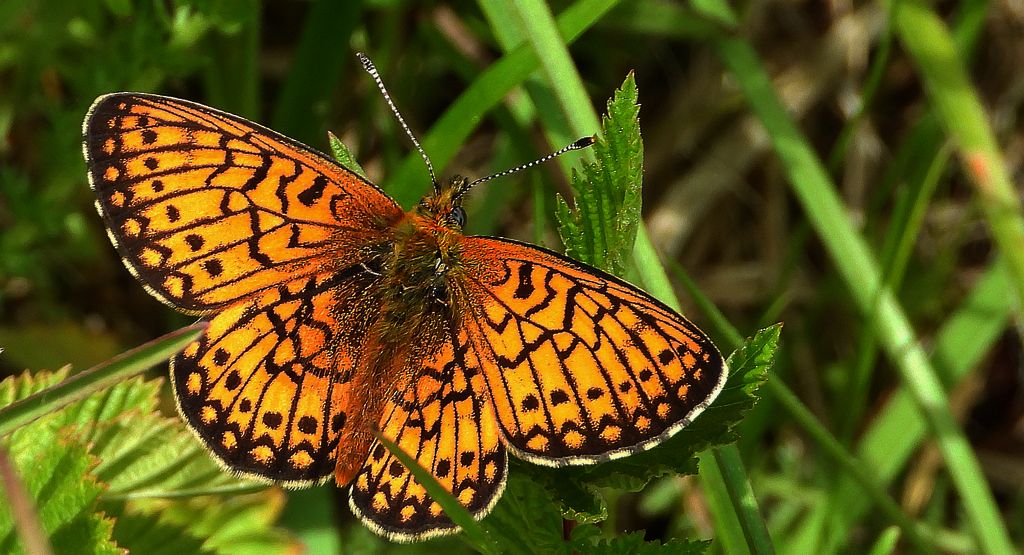 Dostojka eunomia (Boloria eunomia)