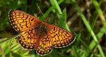 Dostojka eunomia (Boloria eunomia)
