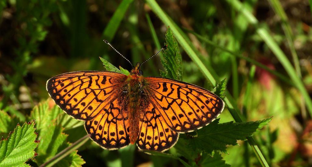 Dostojka eunomia (Boloria eunomia)