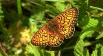 Dostojka eunomia (Boloria eunomia)