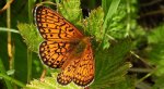 Dostojka eunomia (Boloria eunomia)