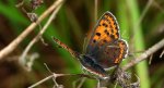 Czerwończyk uroczek (Lycaena tityrus, syn. Heodes tityrus)