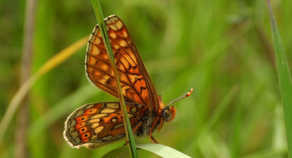 Przeplatka aurinia (Euphydryas aurinia)