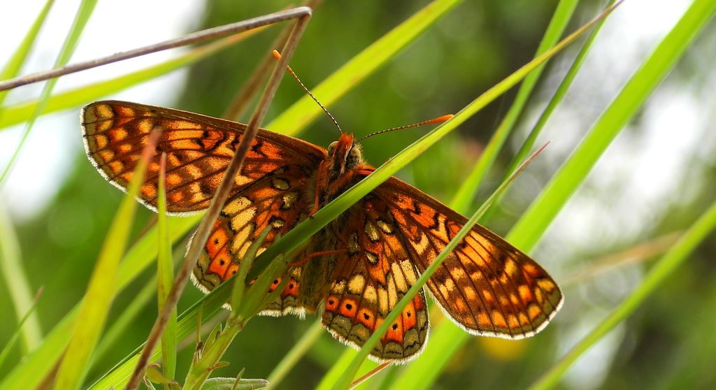 Przeplatka aurinia (Euphydryas aurinia)