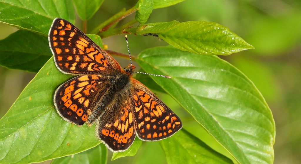 Przeplatka aurinia (Euphydryas aurinia)