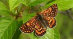 Przeplatka aurinia (Euphydryas aurinia)