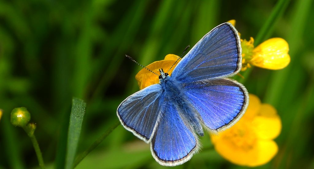 Modraszek ikar, mnogooczak ikar (Polyommatus icarus)