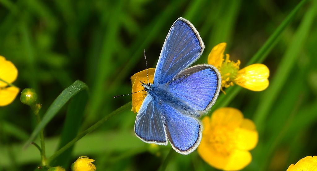 Modraszek ikar, mnogooczak ikar (Polyommatus icarus)
