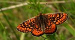 Przeplatka aurinia (Euphydryas aurinia)