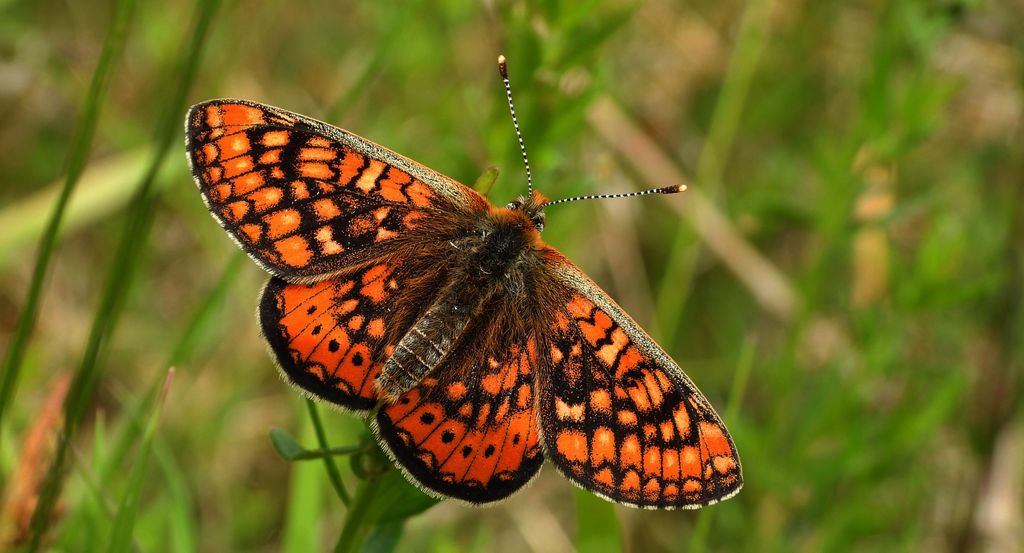 Przeplatka aurinia (Euphydryas aurinia)