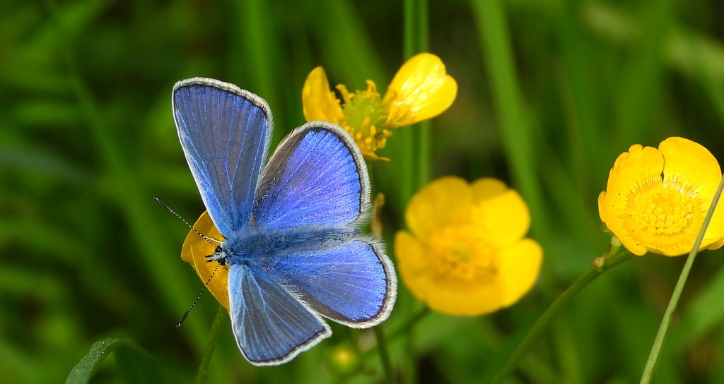 Modraszek ikar, mnogooczak ikar (Polyommatus icarus)