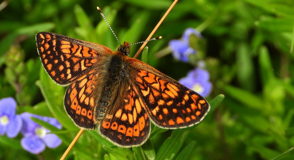 Przeplatka aurinia (Euphydryas aurinia)