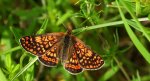 Przeplatka aurinia (Euphydryas aurinia)