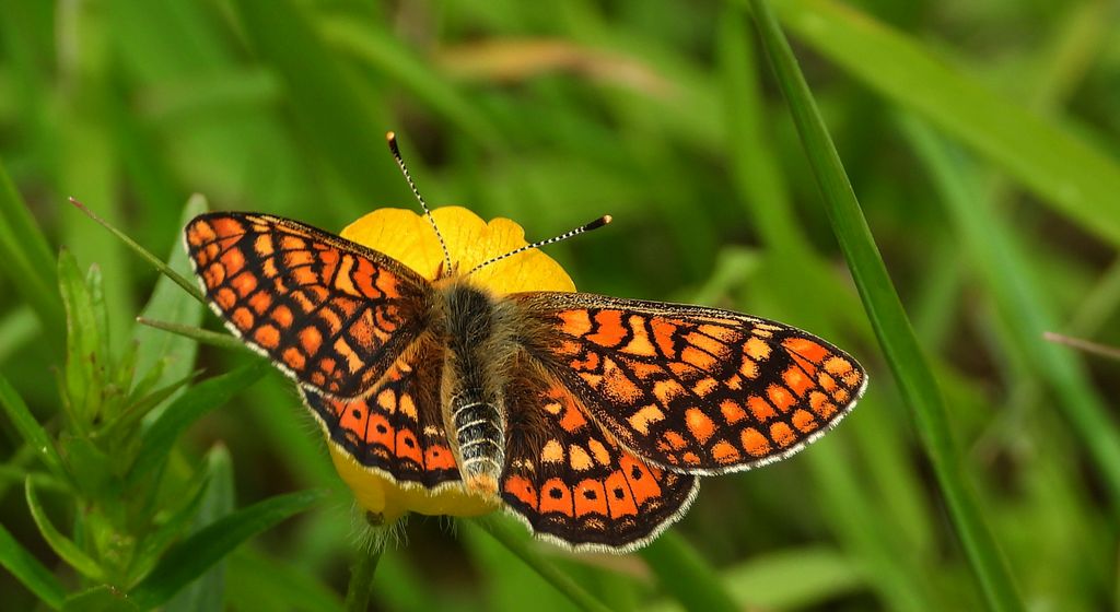 Przeplatka aurinia (Euphydryas aurinia)
