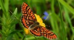 Przeplatka aurinia (Euphydryas aurinia)