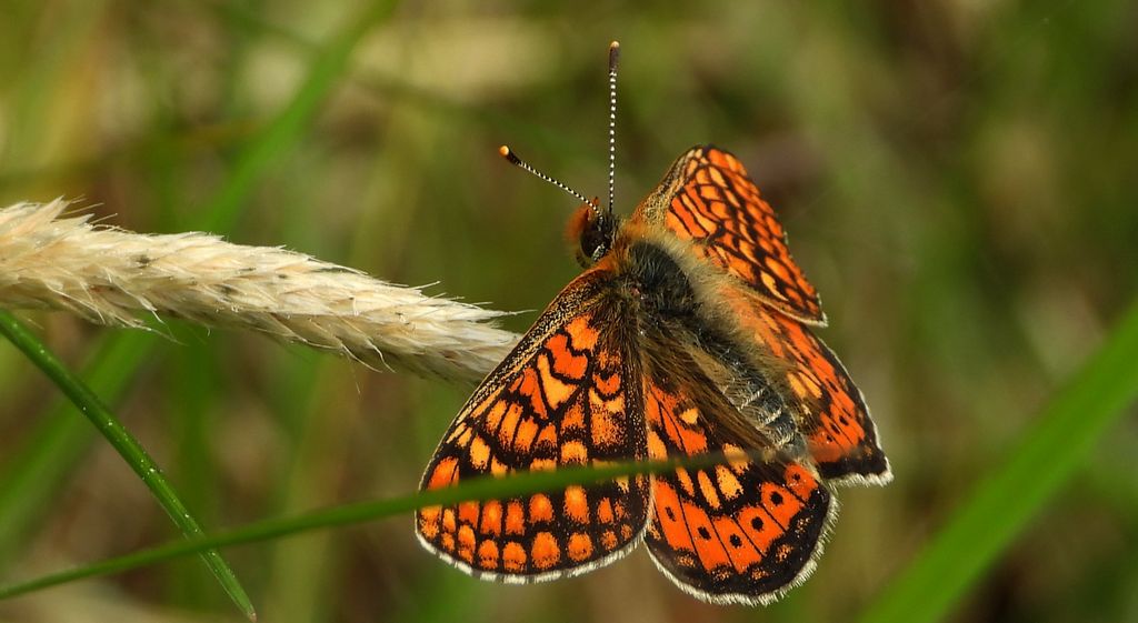 Przeplatka aurinia (Euphydryas aurinia)