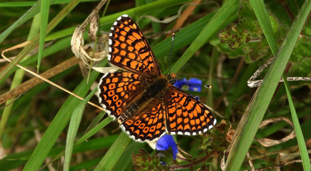 Przeplatka cinksia (Melitaea cinxia)