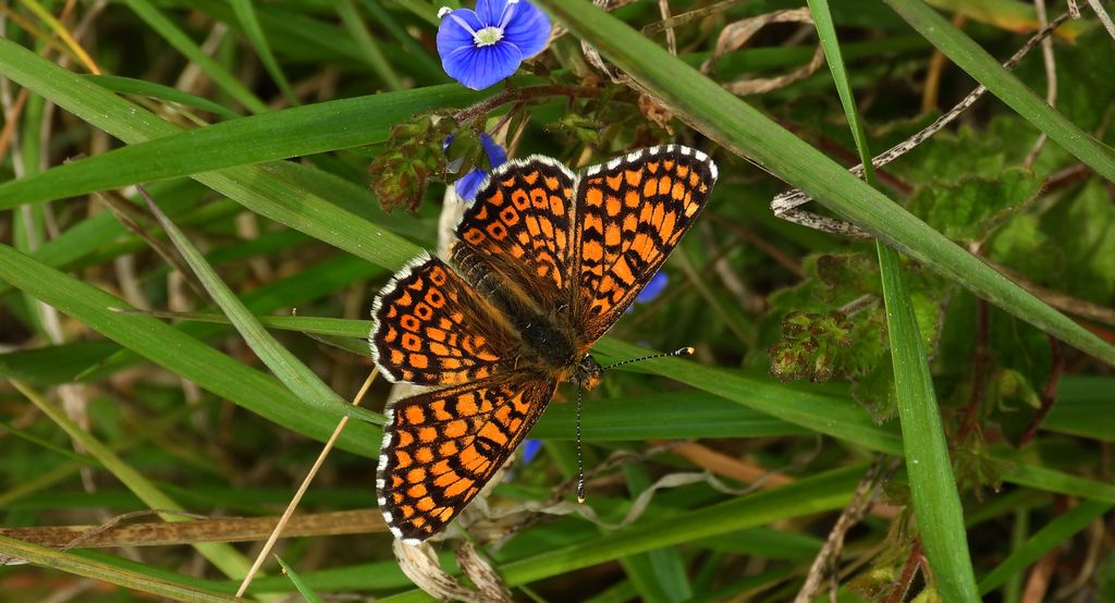 Przeplatka cinksia (Melitaea cinxia)