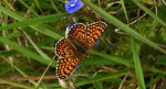 Przeplatka cinksia (Melitaea cinxia)