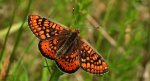Przeplatka aurinia (Euphydryas aurinia)