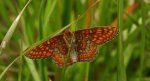 Przeplatka aurinia (Euphydryas aurinia)