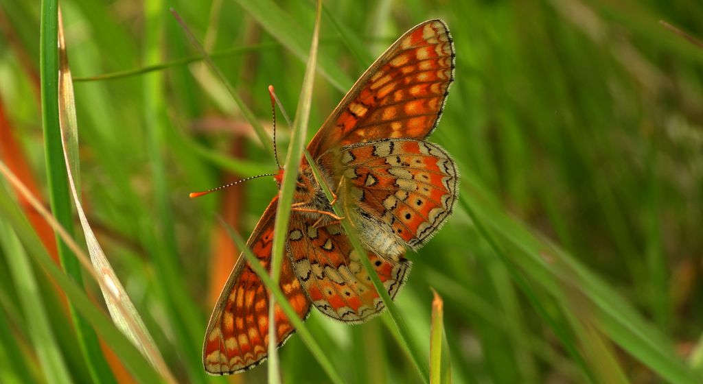 Przeplatka aurinia (Euphydryas aurinia)