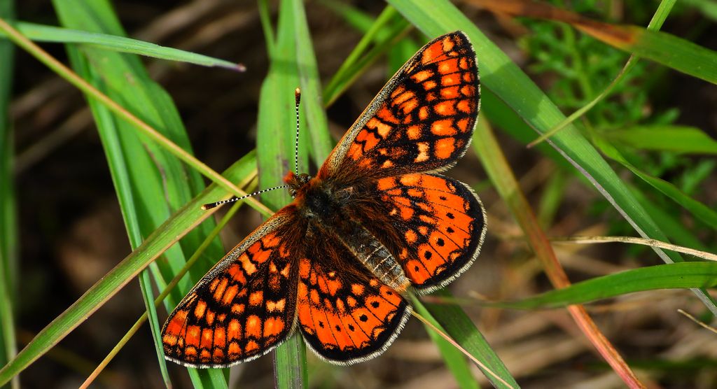 Przeplatka aurinia (Euphydryas aurinia)