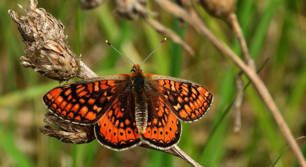 Przeplatka aurinia (Euphydryas aurinia)