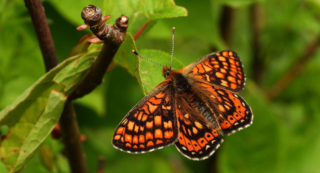 Przeplatka aurinia (Euphydryas aurinia)
