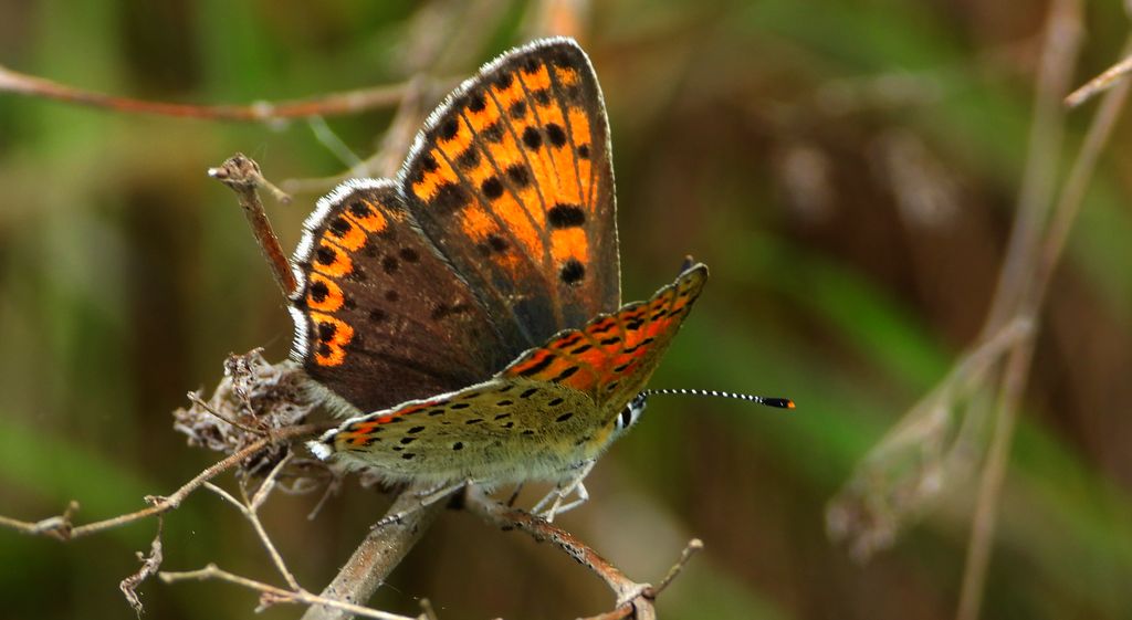 Czerwończyk uroczek (Lycaena tityrus, syn. Heodes tityrus)