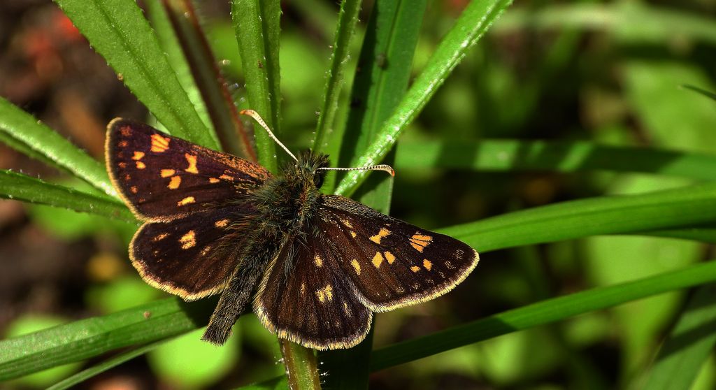 Kosternik palemon (Carterocephalus palaemon)