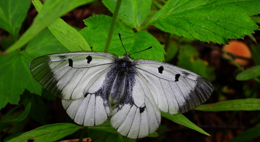 Niepylak mnemozyna (Parnassius mnemosyne)