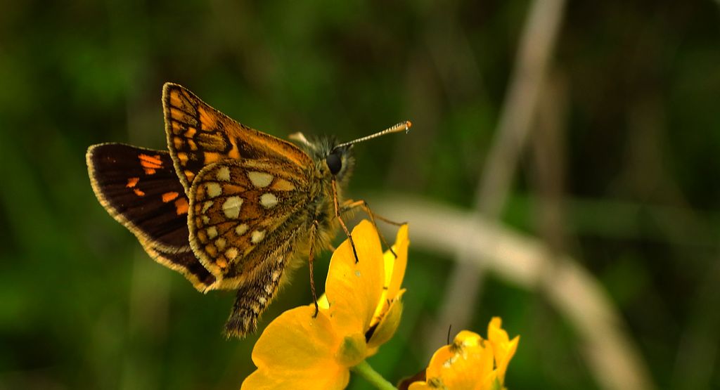 Kosternik palemon (Carterocephalus palaemon)