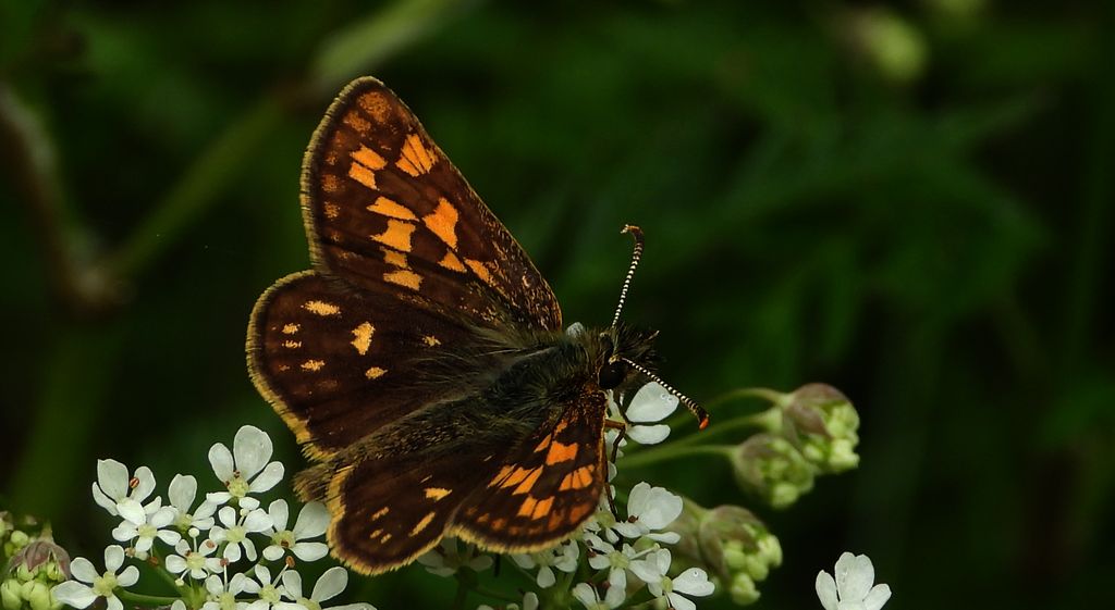 Kosternik palemon (Carterocephalus palaemon)